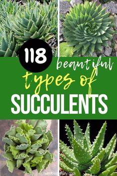 You will know 118+ types of succulents and how to identify them. #succulent #succulentgarden #succulentidentification #succulents #typesofsucculents #gardeningtips #gardeningideas #succulentcare #succulenttips #gardenlove #succulentgarden #typeofplants #succulentguide #outdoorsucculents #succulenthouseplants #succulentseeds #succulentflowers #succulentlove #succulentcolors #learningtypesofsucculents #farmfoodfamily Plants For Home Garden, Suculent Plants, Water Succulents, Cactus House Plants, How To Water Succulents