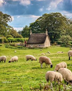 a herd of sheep grazing on a lush green field next to a small house with a thatched roof