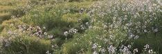 an open field with lots of tall grass and flowers