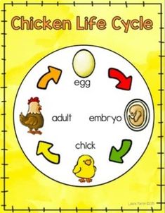 the chicken life cycle is shown on a yellow background