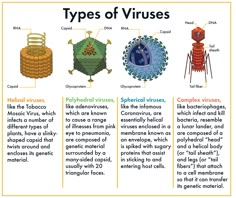 four types of virules are shown in the diagram, and there is also information about them