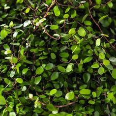 green leaves are growing on the top of a bush