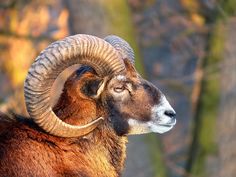 a ram with large horns standing in the woods