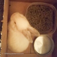 a chicken in a box eating out of it's food dish