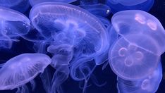 many jellyfish are swimming in the water