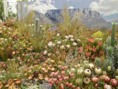 many different types of flowers and plants with mountains in the background