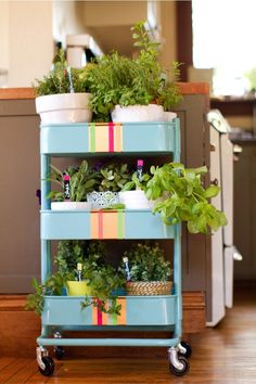 a blue cart filled with potted plants on top of a hard wood floor