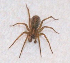 a close up of a spider on a white surface