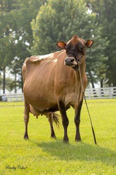 a brown cow standing on top of a lush green field