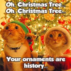 two cats dressed up in christmas hats sitting next to a christmas tree with the caption, your ornaments are history