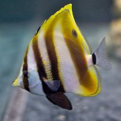 a yellow and brown striped fish in an aquarium