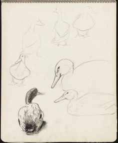 a pencil drawing of ducks and an apple