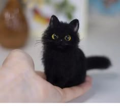 a small black kitten sitting on top of a persons hand