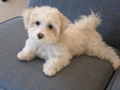 a small white dog sitting on top of a blue couch