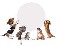 four dogs and two cats are looking up at a white circle with an empty space in the middle