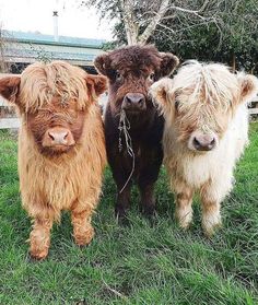 three brown and white cows standing next to each other on a lush grass covered field