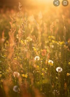 the sun shines brightly over a field of wildflowers