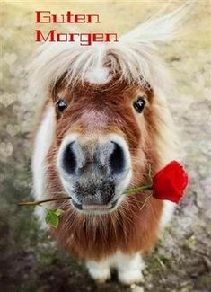 a horse with long hair holding a flower in it's mouth and looking at the camera