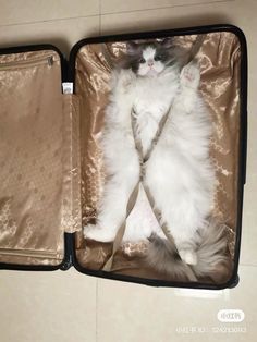 a white cat laying in an open suitcase