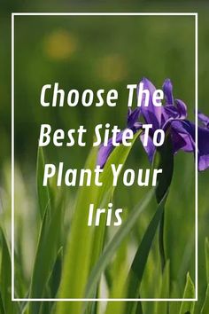 purple flowers with the words, choose the best site to plant your iris's