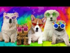 three dogs wearing sunglasses and one dog with glasses on his head are sitting in front of a rainbow background