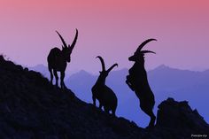 three mountain goats standing on top of a rocky hill at sunset with mountains in the background