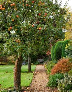 an apple tree in the middle of a garden