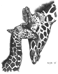 two giraffes with their heads touching each other