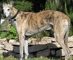 a large brown dog standing on top of a lush green field next to a pile of rocks