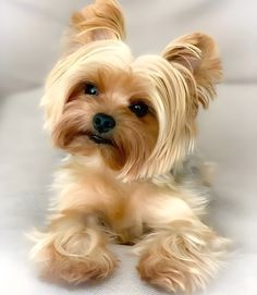 a small brown dog sitting on top of a white couch