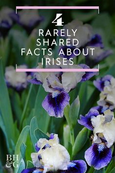 purple and white flowers with text that reads, rarely shared fact about irises