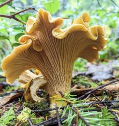 a close up of a mushroom on the ground