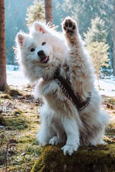 white dog samoyed showing dog facts about the cute samoyed Burnese Mountain Dog, White Fluffy Dog, Fluffy Dog Breeds, Cute Fluffy Dogs, Dog Walking Business, Cute Dog Wallpaper, Samoyed Dog, Big Dog Breeds, Samoyed Puppy