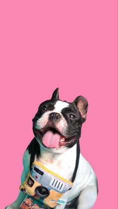 a black and white dog sitting on top of a pink background