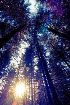 the sun is shining through the tall trees