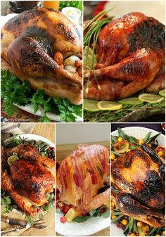 various pictures of different types of turkeys