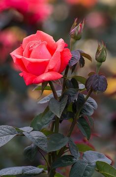 a red rose with green leaves in the foreground