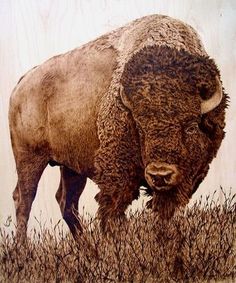 a drawing of a bison standing in the grass