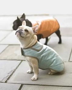 two small dogs wearing sweaters on the sidewalk