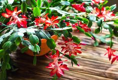 red and green flowers are growing in a pot on a wooden table next to an orange vase