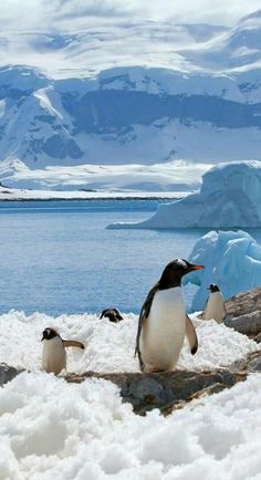 three penguins are standing in the snow near an ice floet with mountains in the background