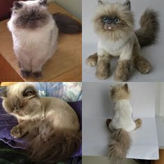 four different pictures of cats sitting on top of a table and one cat laying down