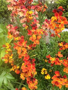 orange and yellow flowers in a garden next to some green plants on the side of a road