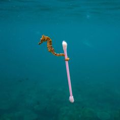 a toothbrush floating in the water with a seahorse on it's side