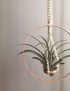 an air plant hanging from a rope in a circle