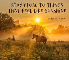 a horse standing on top of a lush green field under a sun set with the words, stay close to things that feel like sunshine