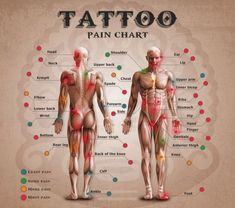 an image of the anatomy of a man's body with labels on each side