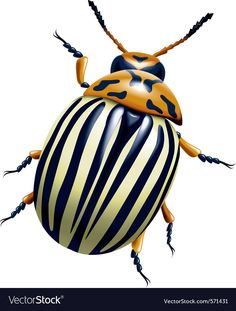 a beetle with stripes on it's body