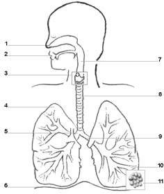 diagram of the human body organs and their major structures labeled in this image, you can see