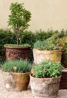 several pots with plants in them sitting on the ground